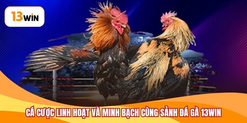 Cá cược linh hoạt và minh bạch cùng sảnh đá gà 13WIN